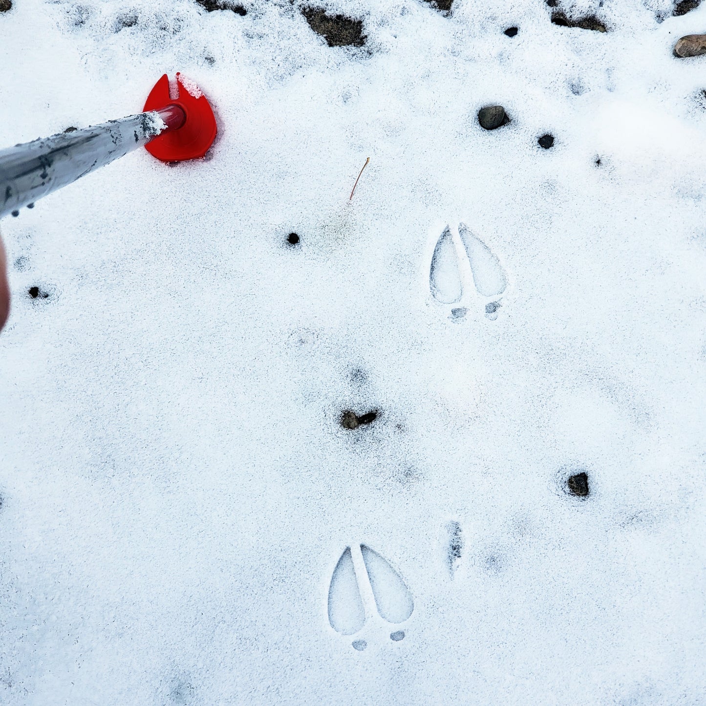 Reindeer Hoof, Reindeer Footprints, Christmas