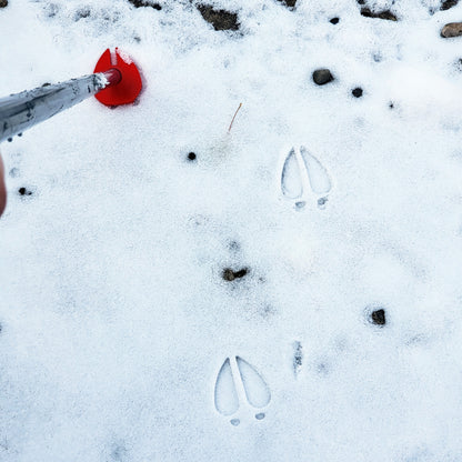Reindeer Hoof, Reindeer Footprints, Christmas